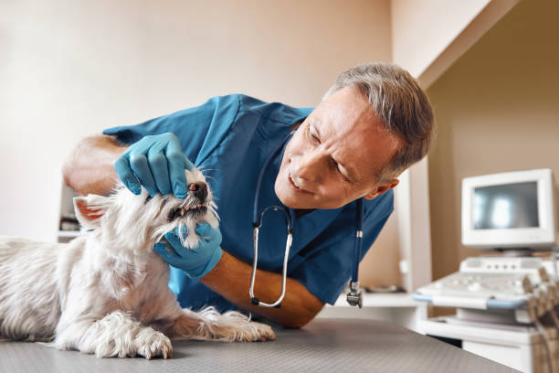 Best Emergency Root Canal Therapy in Horatio, AR